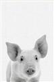 Picture of Farmhouse Pig _GroupedProduct_Rectangle_Portrait_Mini_ _GroupedProduct_Rectangle_Portrait_Unframed_Print_Only_
