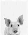 Picture of Farmhouse Pig _GroupedProduct_Rectangle_Portrait_Mini_ _GroupedProduct_Rectangle_Portrait_Unframed_Print_Only_