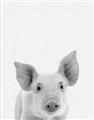 Picture of Farmhouse Pig _GroupedProduct_Rectangle_Portrait_Mini_ _GroupedProduct_Rectangle_Portrait_Unframed_Print_Only_