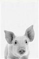 Picture of Farmhouse Pig _GroupedProduct_Rectangle_Portrait_Mini_ _GroupedProduct_Rectangle_Portrait_Unframed_Print_Only_