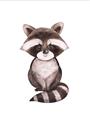 Picture of Small Raccoon _GroupedProduct_Rectangle_Portrait_Mini_ _GroupedProduct_Rectangle_Portrait_Unframed_Print_Only_
