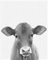 Picture of Cute Little Calf _GroupedProduct_Rectangle_Portrait_Mini_ _GroupedProduct_Rectangle_Portrait_Unframed_Print_Only_