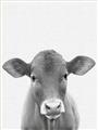 Picture of Cute Little Calf _GroupedProduct_Rectangle_Portrait_Mini_ _GroupedProduct_Rectangle_Portrait_Unframed_Print_Only_