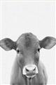 Picture of Cute Little Calf _GroupedProduct_Rectangle_Portrait_Mini_ _GroupedProduct_Rectangle_Portrait_Unframed_Print_Only_