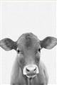 Picture of Cute Little Calf _GroupedProduct_Rectangle_Portrait_Mini_ _GroupedProduct_Rectangle_Portrait_Unframed_Print_Only_