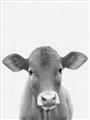 Picture of Cute Little Calf _GroupedProduct_Rectangle_Portrait_Mini_ _GroupedProduct_Rectangle_Portrait_Unframed_Print_Only_