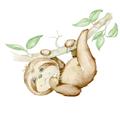 Picture of Swinging Sloth I  _GroupedProduct_Square_Mini_ _GroupedProduct_Square_Unframed_Print_Only_
