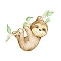 Picture of Swinging Sloth II  _GroupedProduct_Square_Mini_ _GroupedProduct_Square_Unframed_Print_Only_