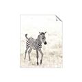 Picture of Summer Zebra _GroupedProduct_Rectangle_Portrait_Mini_ _GroupedProduct_Rectangle_Portrait_Unframed_Print_Only_