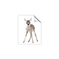 Picture of In Front Deer _GroupedProduct_Rectangle_Portrait_Mini_ _GroupedProduct_Rectangle_Portrait_Unframed_Print_Only_