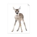 Picture of In Front Deer _GroupedProduct_Rectangle_Portrait_Mini_ _GroupedProduct_Rectangle_Portrait_Unframed_Print_Only_