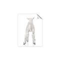 Picture of Behind Lamb _GroupedProduct_Rectangle_Portrait_Mini_ _GroupedProduct_Rectangle_Portrait_Unframed_Print_Only_
