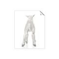Picture of Behind Lamb _GroupedProduct_Rectangle_Portrait_Mini_ _GroupedProduct_Rectangle_Portrait_Unframed_Print_Only_