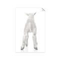 Picture of Behind Lamb _GroupedProduct_Rectangle_Portrait_Mini_ _GroupedProduct_Rectangle_Portrait_Unframed_Print_Only_