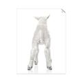 Picture of Behind Lamb _GroupedProduct_Rectangle_Portrait_Mini_ _GroupedProduct_Rectangle_Portrait_Unframed_Print_Only_