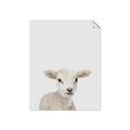 Picture of Baby Lamb _GroupedProduct_Rectangle_Portrait_Mini_ _GroupedProduct_Rectangle_Portrait_Unframed_Print_Only_