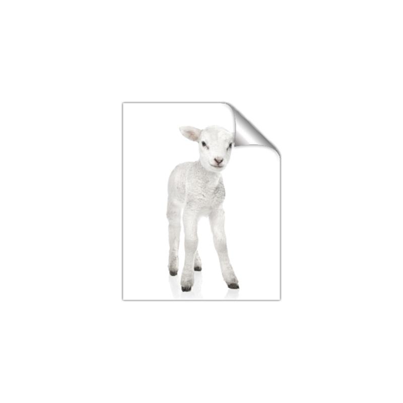 Picture of In Front Lamb _GroupedProduct_Rectangle_Portrait_Mini_ _GroupedProduct_Rectangle_Portrait_Unframed_Print_Only_