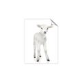 Picture of In Front Lamb _GroupedProduct_Rectangle_Portrait_Mini_ _GroupedProduct_Rectangle_Portrait_Unframed_Print_Only_
