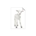 Picture of In Front Lamb _GroupedProduct_Rectangle_Portrait_Mini_ _GroupedProduct_Rectangle_Portrait_Unframed_Print_Only_