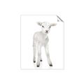 Picture of In Front Lamb _GroupedProduct_Rectangle_Portrait_Mini_ _GroupedProduct_Rectangle_Portrait_Unframed_Print_Only_