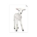 Picture of In Front Lamb _GroupedProduct_Rectangle_Portrait_Mini_ _GroupedProduct_Rectangle_Portrait_Unframed_Print_Only_