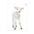Picture of In Front Lamb _GroupedProduct_Rectangle_Portrait_Mini_ _GroupedProduct_Rectangle_Portrait_Unframed_Print_Only_