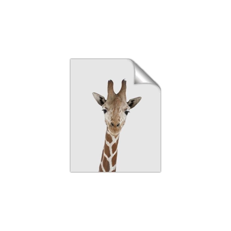 Picture of Baby Giraffe _GroupedProduct_Rectangle_Portrait_Mini_ _GroupedProduct_Rectangle_Portrait_Unframed_Print_Only_