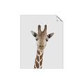 Picture of Baby Giraffe _GroupedProduct_Rectangle_Portrait_Mini_ _GroupedProduct_Rectangle_Portrait_Unframed_Print_Only_