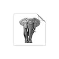 Picture of Elephant Black and White _GroupedProduct_Square_Mini_ _GroupedProduct_Square_Unframed_Print_Only_