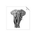 Picture of Elephant Black and White _GroupedProduct_Square_Mini_ _GroupedProduct_Square_Unframed_Print_Only_