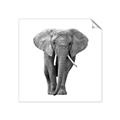 Picture of Elephant Black and White _GroupedProduct_Square_Mini_ _GroupedProduct_Square_Unframed_Print_Only_