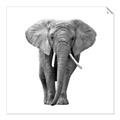 Picture of Elephant Black and White _GroupedProduct_Square_Mini_ _GroupedProduct_Square_Unframed_Print_Only_