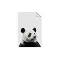 Picture of Panda Portrait _GroupedProduct_Rectangle_Portrait_Mini_ _GroupedProduct_Rectangle_Portrait_Unframed_Print_Only_