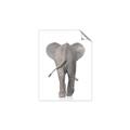 Picture of Behind Elephant _GroupedProduct_Rectangle_Portrait_Mini_ _GroupedProduct_Rectangle_Portrait_Unframed_Print_Only_