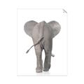 Picture of Behind Elephant _GroupedProduct_Rectangle_Portrait_Mini_ _GroupedProduct_Rectangle_Portrait_Unframed_Print_Only_