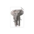 Picture of In Front Elephant _GroupedProduct_Rectangle_Portrait_Mini_ _GroupedProduct_Rectangle_Portrait_Unframed_Print_Only_