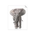 Picture of In Front Elephant _GroupedProduct_Rectangle_Portrait_Mini_ _GroupedProduct_Rectangle_Portrait_Unframed_Print_Only_