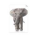 Picture of In Front Elephant _GroupedProduct_Rectangle_Portrait_Mini_ _GroupedProduct_Rectangle_Portrait_Unframed_Print_Only_