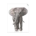 Picture of In Front Elephant _GroupedProduct_Rectangle_Portrait_Mini_ _GroupedProduct_Rectangle_Portrait_Unframed_Print_Only_