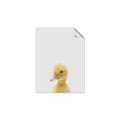 Picture of Baby Duck  _GroupedProduct_Rectangle_Portrait_Mini_ _GroupedProduct_Rectangle_Portrait_Unframed_Print_Only_