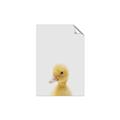 Picture of Baby Duck  _GroupedProduct_Rectangle_Portrait_Mini_ _GroupedProduct_Rectangle_Portrait_Unframed_Print_Only_