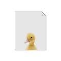 Picture of Baby Duck  _GroupedProduct_Rectangle_Portrait_Mini_ _GroupedProduct_Rectangle_Portrait_Unframed_Print_Only_