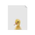 Picture of Baby Duck  _GroupedProduct_Rectangle_Portrait_Mini_ _GroupedProduct_Rectangle_Portrait_Unframed_Print_Only_