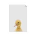 Picture of Baby Duck  _GroupedProduct_Rectangle_Portrait_Mini_ _GroupedProduct_Rectangle_Portrait_Unframed_Print_Only_