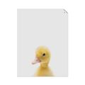 Picture of Baby Duck  _GroupedProduct_Rectangle_Portrait_Mini_ _GroupedProduct_Rectangle_Portrait_Unframed_Print_Only_