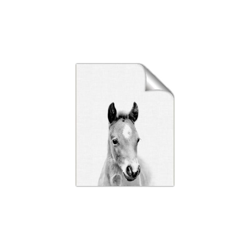 Picture of Cute Little Foal  _GroupedProduct_Rectangle_Portrait_Mini_ _GroupedProduct_Rectangle_Portrait_Unframed_Print_Only_