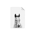 Picture of Cute Little Foal  _GroupedProduct_Rectangle_Portrait_Mini_ _GroupedProduct_Rectangle_Portrait_Unframed_Print_Only_