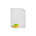 Picture of Toy Triceratops _GroupedProduct_Rectangle_Portrait_Mini_ _GroupedProduct_Rectangle_Portrait_Unframed_Print_Only_