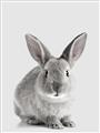 Picture of Button, the Bunny _GroupedProduct_Rectangle_Portrait_Unframed_Print_Only_