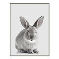 Picture of Button, the Bunny _GroupedProduct_Rectangle_Portrait_Canvas_Framed_